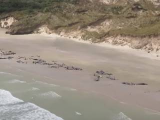 У берегов Новой Зеландии произошло массовое самоубийство дельфинов (видео 18+)