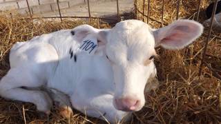 В Швейцарии прошел референдум о пользе спиливания рогов у коров