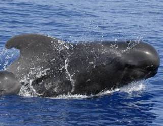 Вслед за Новой Зеландией массовую гибель дельфинов зафиксировали у берегов Австралии