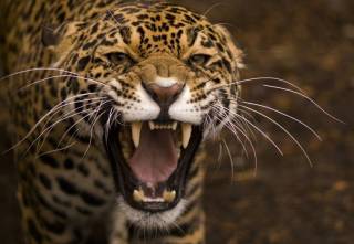 Трагедия в Индии: леопард проник в дом и откусил голову маленькому мальчику