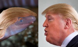 Именем Трампа назвали новый вид животных, не имеющих глаз и при опасности прячущих голову в песок