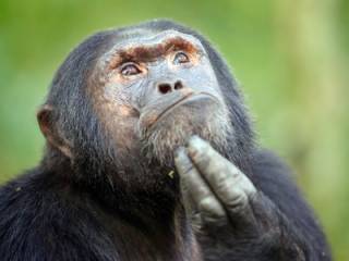 В Швейцарии решили официально «уравнять» обезьяну и человека