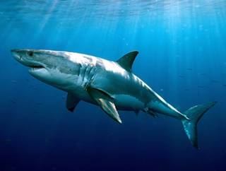Ученые заявили, что за последние полвека акулы стали чаще нападать на людей