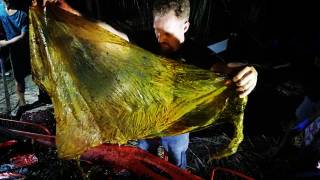 Содержимое желудка выброшенного на берег кита шокировало биологов
