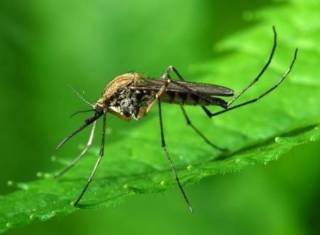 Ученые научились прогнозировать эпидемии по отходам комаров