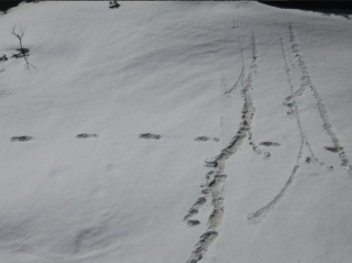 В Гималаях альпинисты нашли следы «снежного человека»