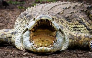В Малайзии поймали кровожадного крокодила-людоеда. Перед этим он съел мужчину