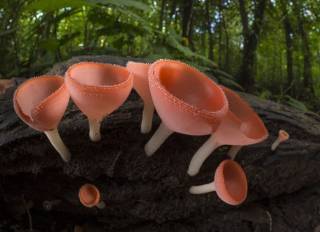 В Канаде нашли грибы, которым более миллиарда лет