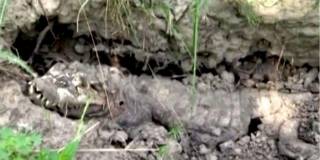 В селе под Черниговом нашли мертвого крокодила
