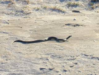Отдыхающих на популярном азовском курорте напугала змея