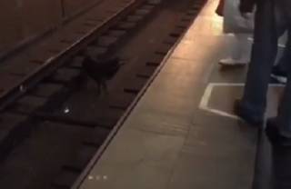 Добродушная собака устроила переполох в харьковском метро