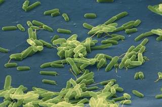 В США бактерии заживо съели мужчину и девочку, которые искупались в море (18+)