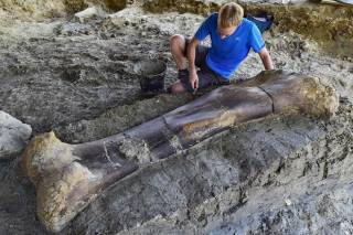 Во Франции найдена кость гигантского существа, которое жило около 140 млн лет назад