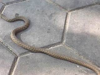 Одесситы все чаще встречают змей в городе — в центре, на побережье и в воде
