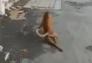 Чересчур хитрая собака из Таиланда удивила соцсети