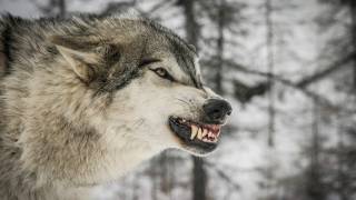 Волки терроризируют несколько сел на Виннитчине: заходят во дворы и нападают на скот