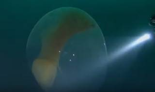 В глубинах Северного Ледовитого океана ученые сняли на видео кое-что очень необычное