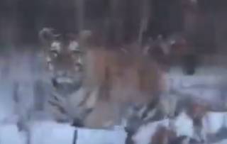 В России сняли любопытного тигра из Красной книги