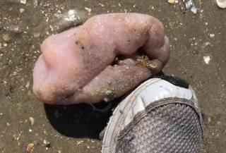 На американский берег выбросило странное существо, похожее на человеческий мозг без извилин