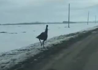 Среди суровых российских снегов заметили… бегущего страуса