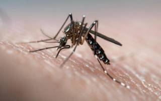 Медики рассказали, могут ли комары распространять коронавирус