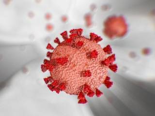Ученые определили главные «цели» коронавируса в организме человека