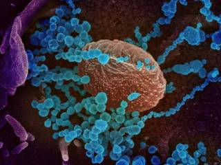 Ученые выявили десять мутаций коронавируса