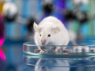 Ученые научились уничтожать коронавирус с помощью ГМО-мышей