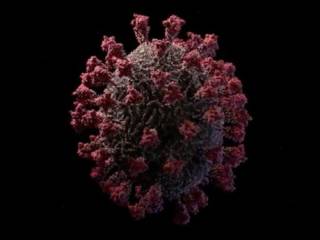 Создана «практически осязаемая» 3D-модель коронавируса