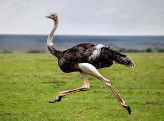 Жители городка под Житомиром с удивлением обнаружили на улице бегающего страуса