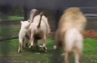 В закрытом на карантин австралийском зоопарке львы напали на уборщицу