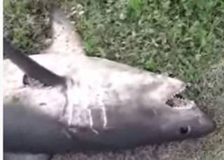 Сахалинский рыбак поймал на удочку… гигантскую акулу