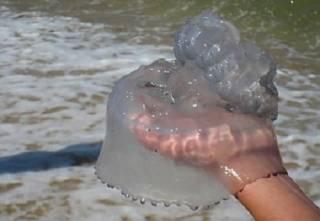 Отдыхающие в Кирилловке нашли необычное применение заполонившим все медузам