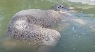 Забавное видео: в Техасе слон уснул под водой