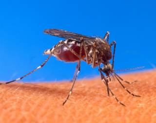 Ученые объяснили, почему комары любят нас кусать