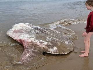 На австралийский берег выбросило редкую рыбу, похожую на инопланетянина