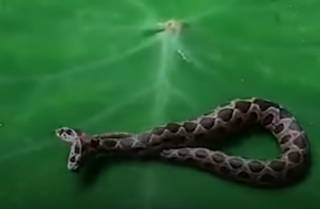 Появилось видео двуглавой ядовитой змеи, которую поймали в Индии