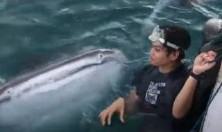 Акула-добряк подружилась с отдыхающими в Индонезии