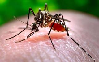 Берегитесь комаров: житель Полтавской области заразился лихорадкой Западного Нила