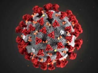 Стало известно, сколько времени после коронавируса антитела остаются в крови