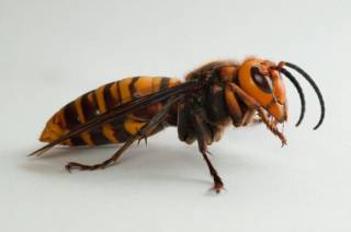 Ученые создали суперлекарство из яда осы