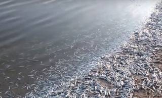 В Азовском море зафиксирована массовая гибель рыбы