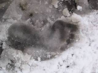 Жители канадской провинции столкнулись со «снежным человеком»