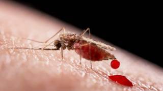 В Украине зафиксированы сразу два случая заболевания малярией