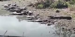 Появилось видео побега крокодилов с африканской фермы