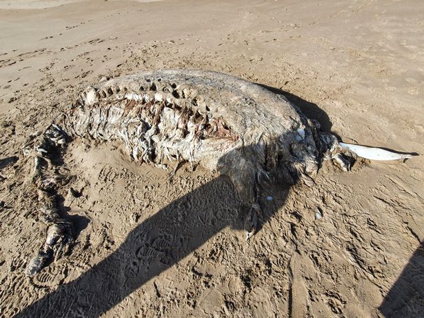 Туша неизвестного морского животного, найденная на берегу в Уэльсе