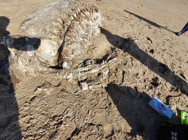 Туша неизвестного морского животного, найденная на берегу в Уэльсе