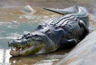 В Индонезии огромный крокодил проглотил целиком 8-летнего мальчика