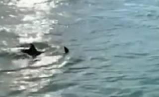Опубликовано видео, как в Венецию заплыли дельфины