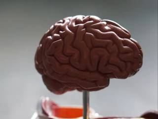 Ученые вырастили фрагмент мозга при помощи специального принтера